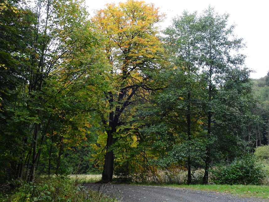 Hardt-Teich bei Neustadt