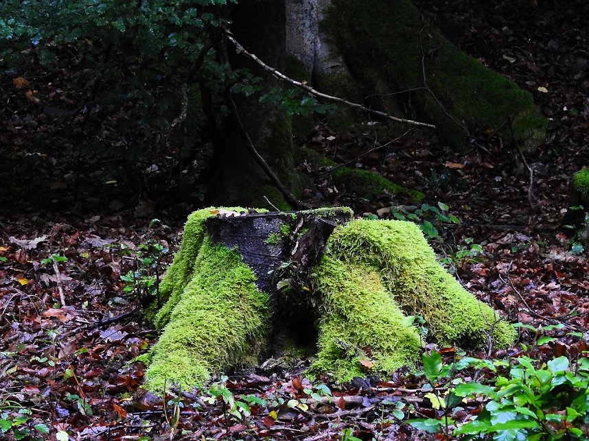 Hardt-Teich bei Neustadt
