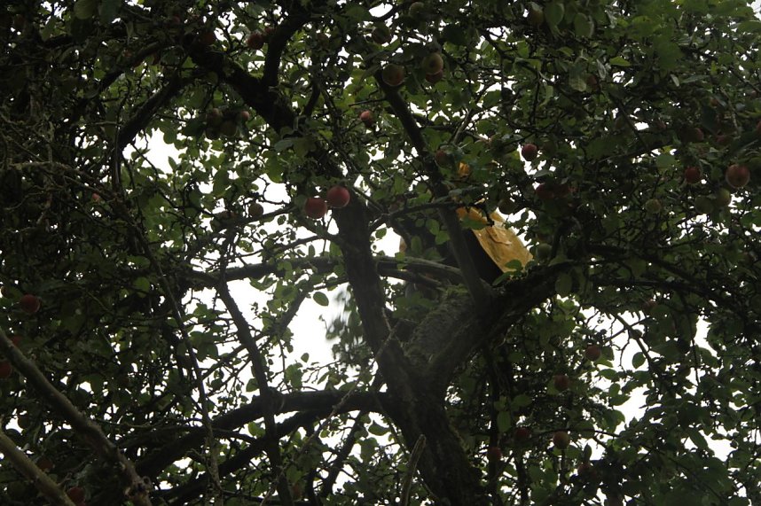 &Auml;pfel f&uuml;r Aleppo geht in die zweite Runde