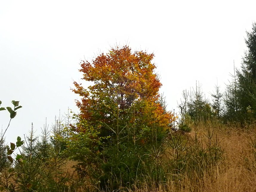 Unterwegs im sch&ouml;nen Harz