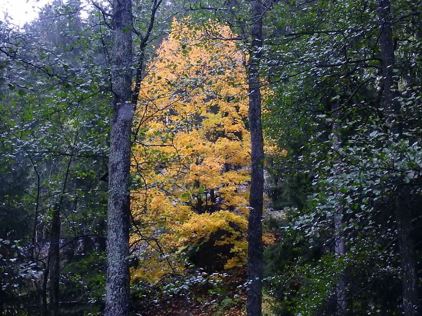 Unterwegs im sch&ouml;nen Harz