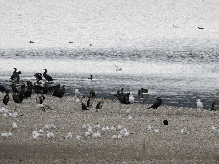 Kraniche am Stausee Kelbra