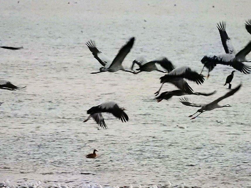 Kraniche am Stausee Kelbra
