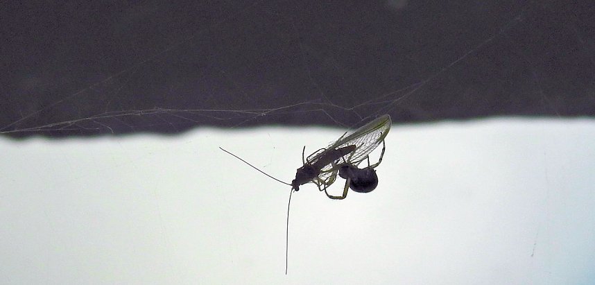 Der Kampf ums &Uuml;berleben