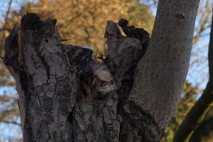 Advent im Park Hohenrode