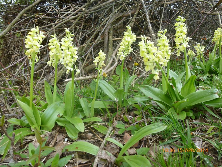 Einsatz f&uuml;r das Blasse Knabenkraut