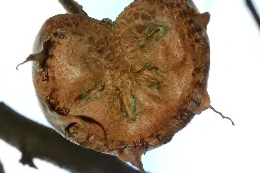 Peter Blei unterwegs im Kloster Michaelstein bei Blankenburg