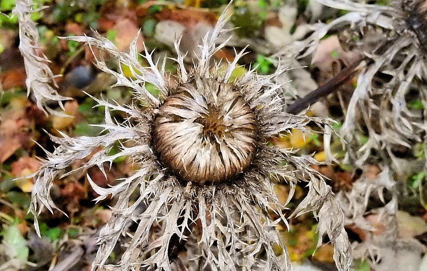 Peter Blei unterwegs im Kloster Michaelstein bei Blankenburg