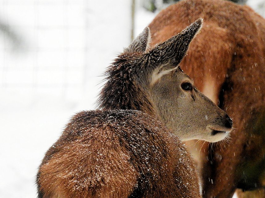 Unterwegs im winterlichen Harz