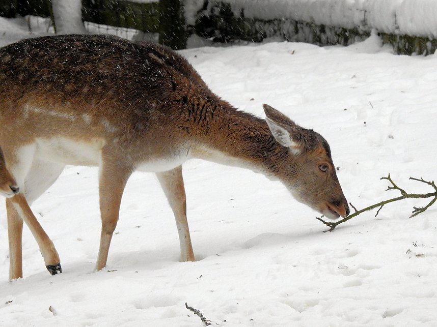 Unterwegs im winterlichen Harz