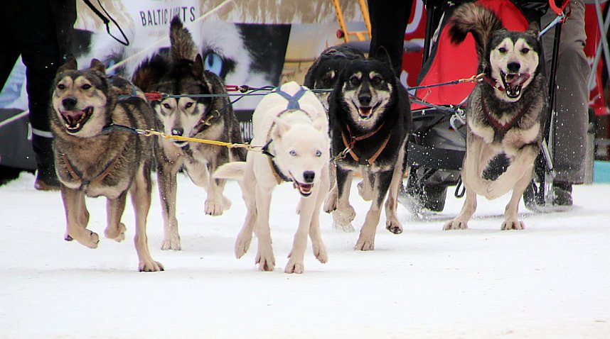 Schlittenhunderennen in Hasselfelde