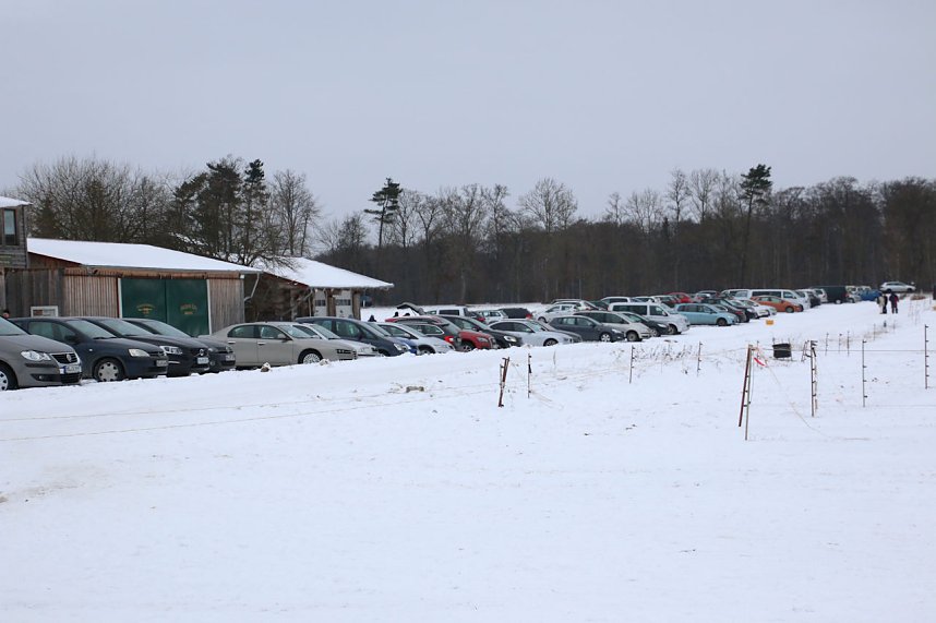Schlittenhunderennen in Hasselfelde