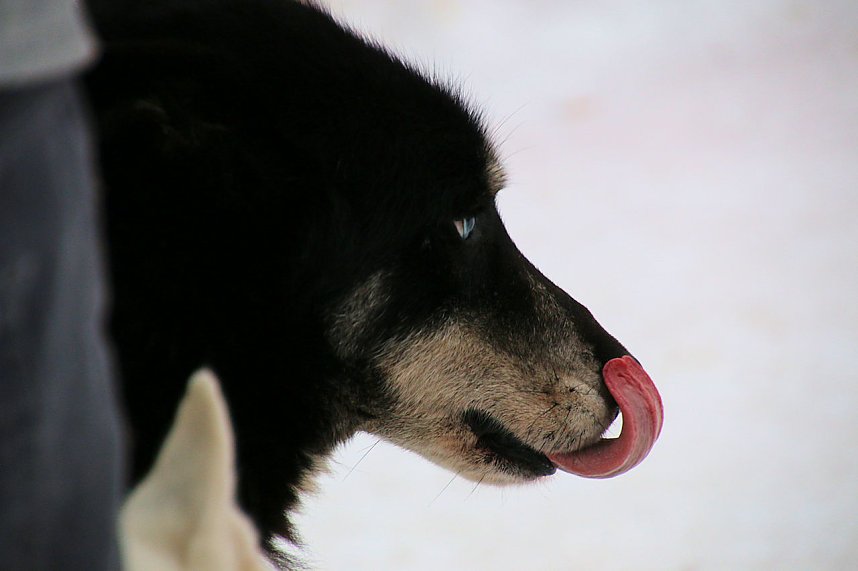 Schlittenhunderennen in Hasselfelde
