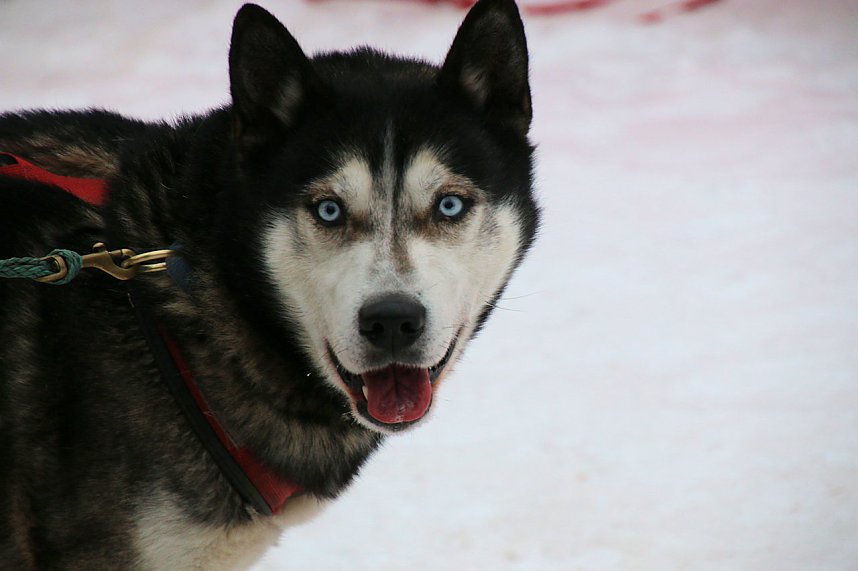 Schlittenhunderennen in Hasselfelde