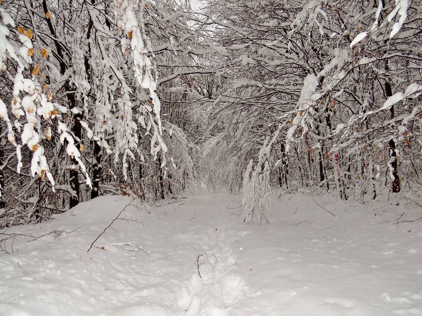 Winter auf dem Poppenberg