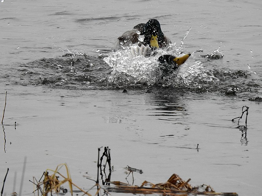 Peter Blei unterwegs am Wasser