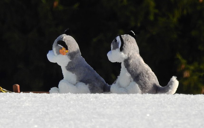 Schlittenhunderennen in Benneckenstein