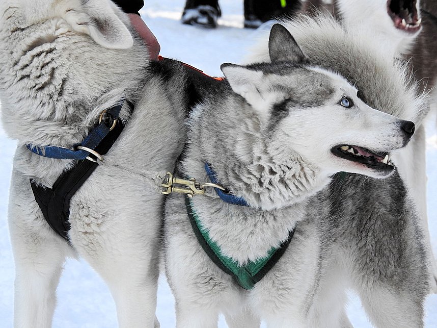 Schlittenhunderennen in Benneckenstein