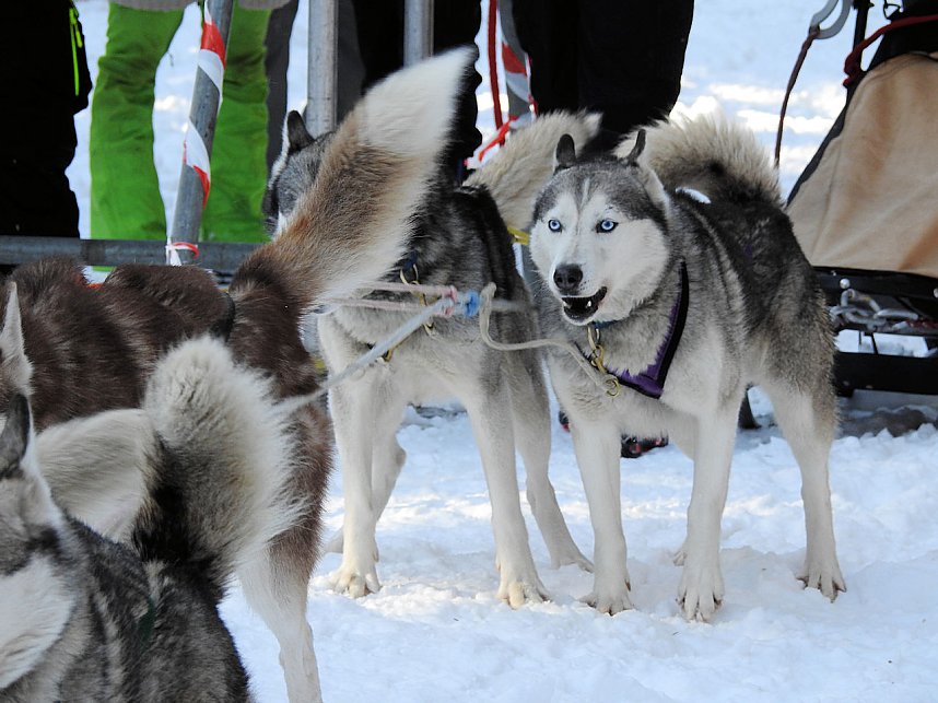 Schlittenhunderennen in Benneckenstein