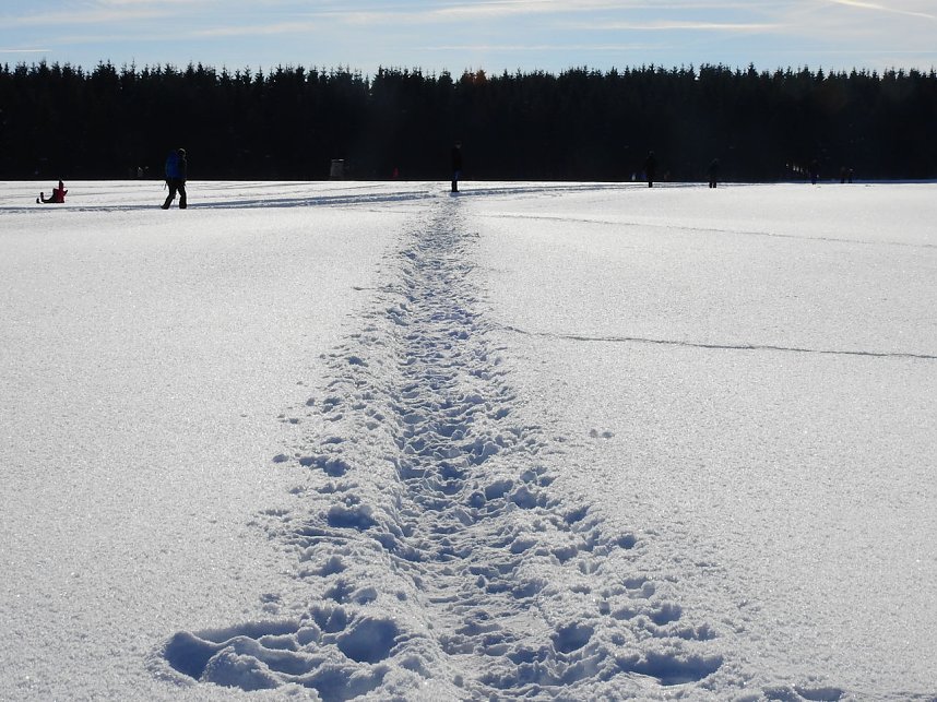 Schlittenhunderennen in Benneckenstein