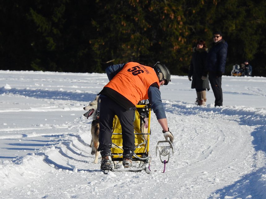 Schlittenhunderennen in Benneckenstein