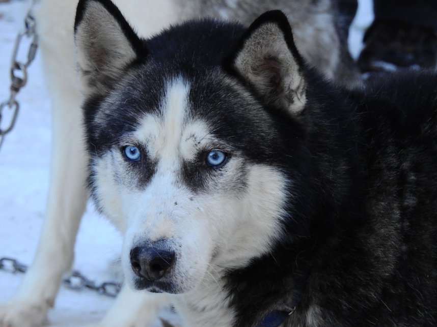 Schlittenhunderennen in Benneckenstein