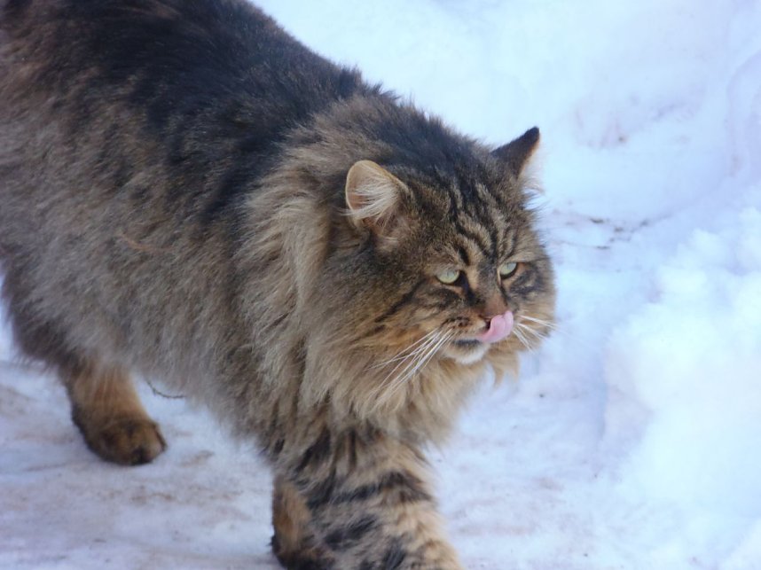 Winter auf der Ruine
