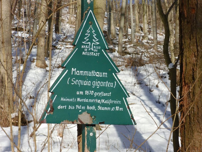 Winter auf der Ruine