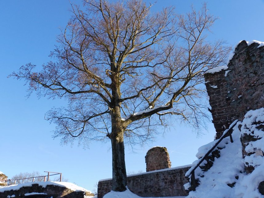 Winter auf der Ruine