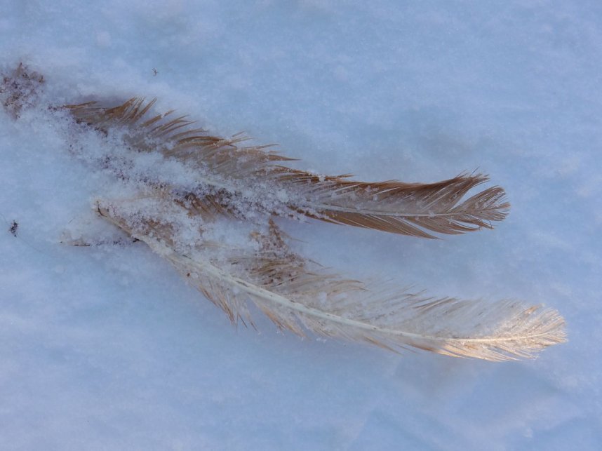 Winter auf der Ruine