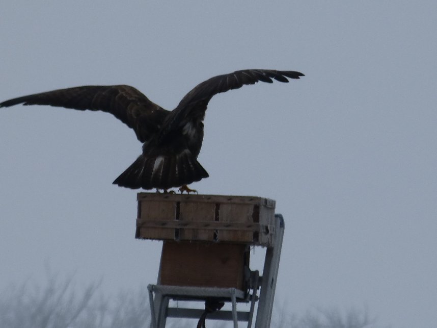 Zaung&auml;ste in Neustadt