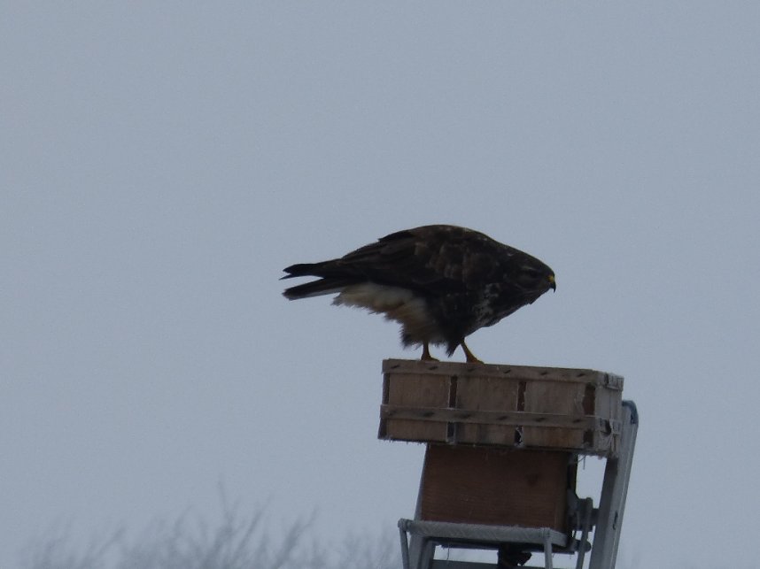 Zaung&auml;ste in Neustadt