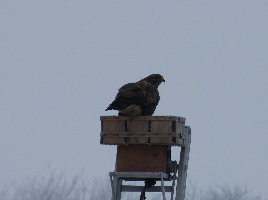 Zaung&auml;ste in Neustadt