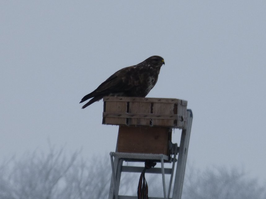 Zaung&auml;ste in Neustadt