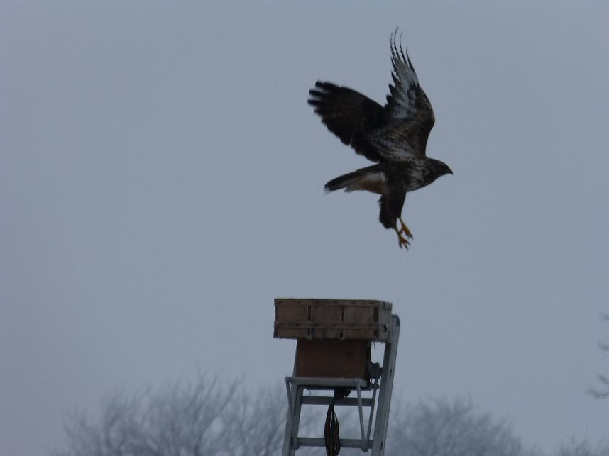 Zaung&auml;ste in Neustadt