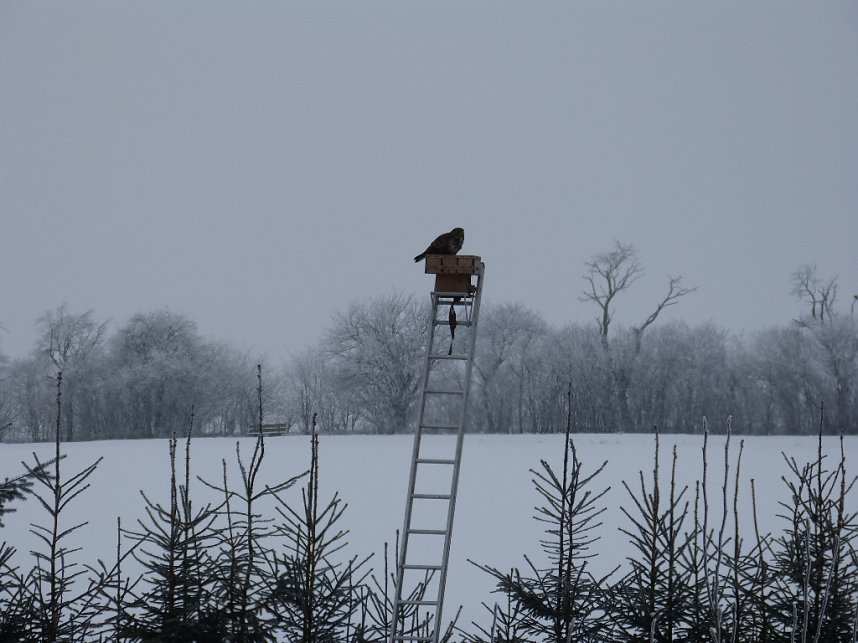Zaung&auml;ste in Neustadt