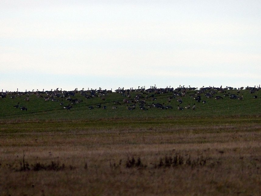 Schw&auml;ne machten Zwischenlandung bei Nordhausen
