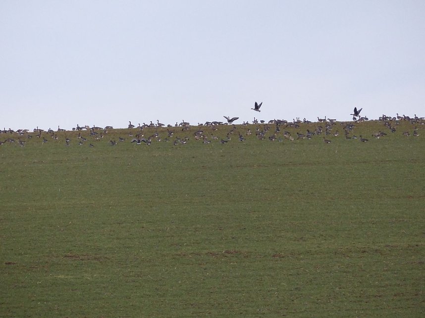 Schw&auml;ne machten Zwischenlandung bei Nordhausen