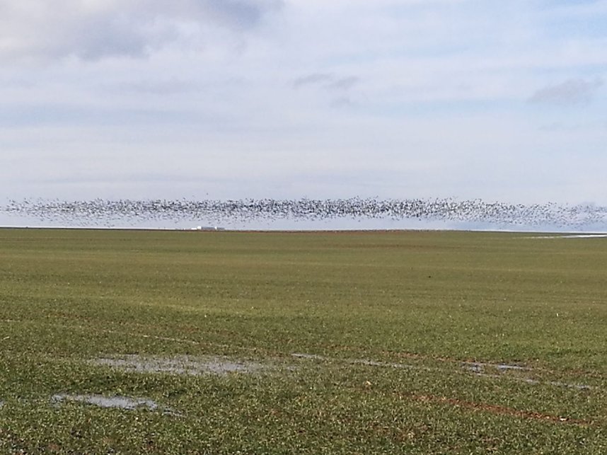 "Invasion" der Wildg&auml;nse