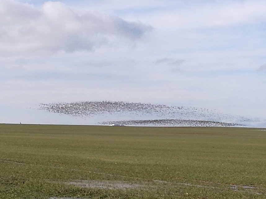 "Invasion" der Wildg&auml;nse