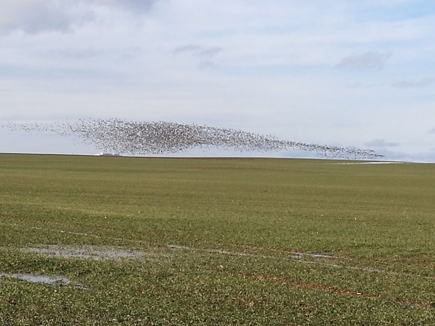 "Invasion" der Wildg&auml;nse
