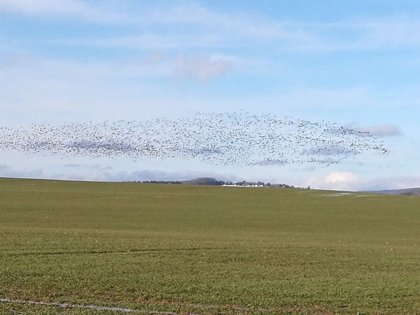 "Invasion" der Wildg&auml;nse