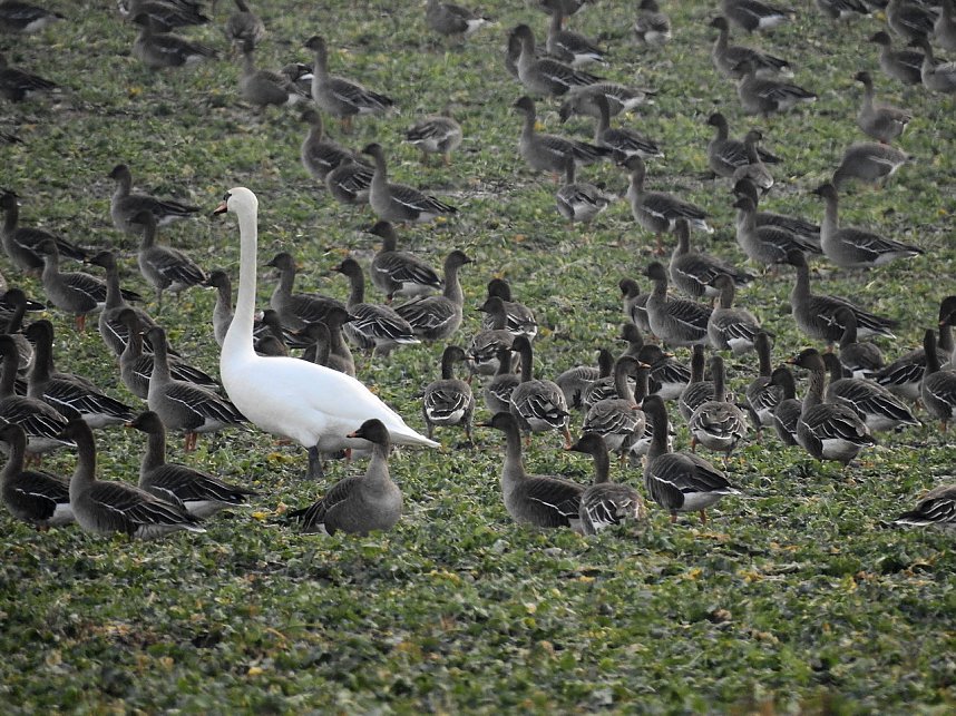Wildg&auml;nse am K&ouml;ckernsee