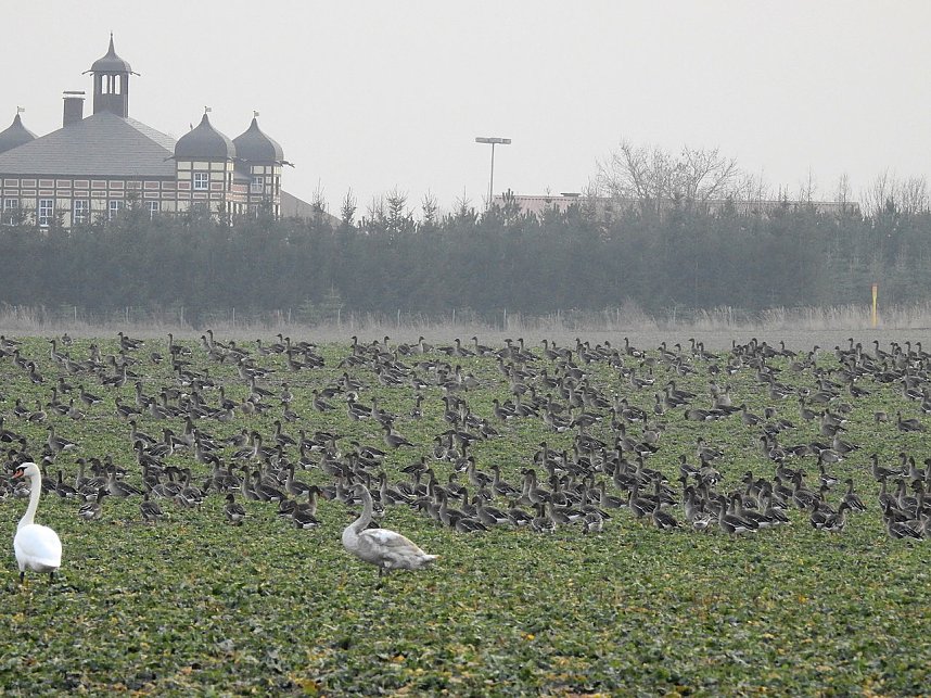 Wildg&auml;nse am K&ouml;ckernsee
