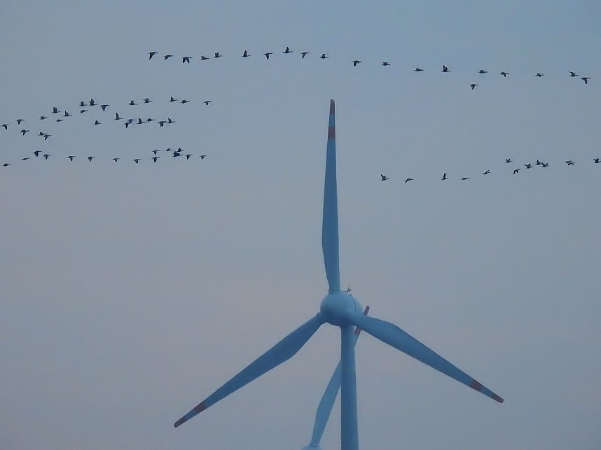 Wildg&auml;nse am K&ouml;ckernsee
