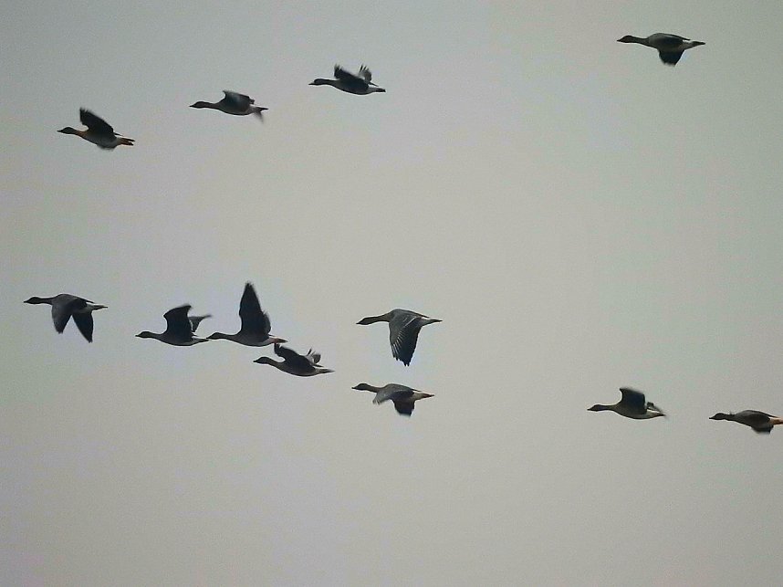 Zwischenstopp am Stadtrand - G&auml;nse rasteten bei Nordhausen