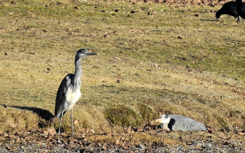 Sonnenbaden am Kiesschacht