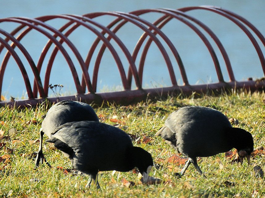 Sonnenbaden am Kiesschacht