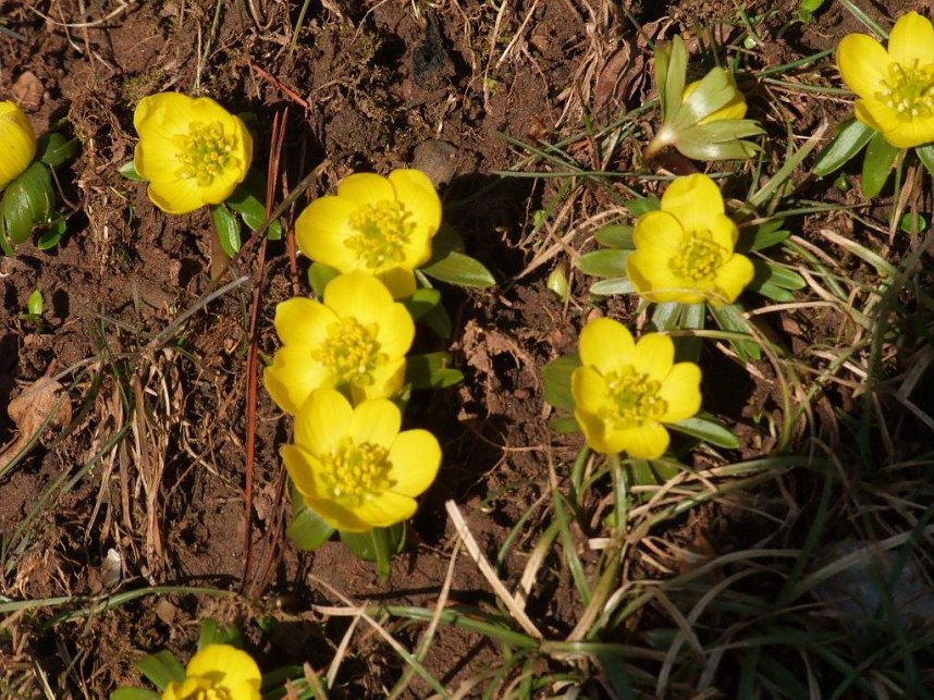 Die ersten Winterlinge
