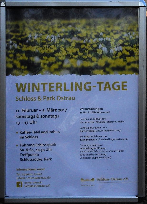 Winterlinge bei Schloss Ostrau